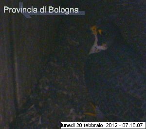 Bologna/Diana & Rex 2012 8102