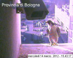 Bologna/Diana & Rex 2012 B213