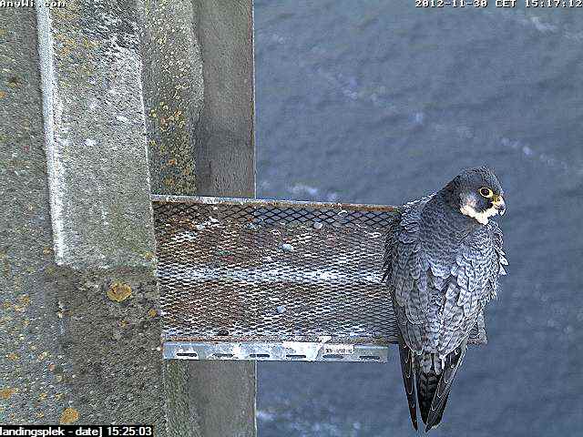 Aalsmeer/Watertoren.  Youngster en Sleggie /Sidonia - Pagina 4 Image552