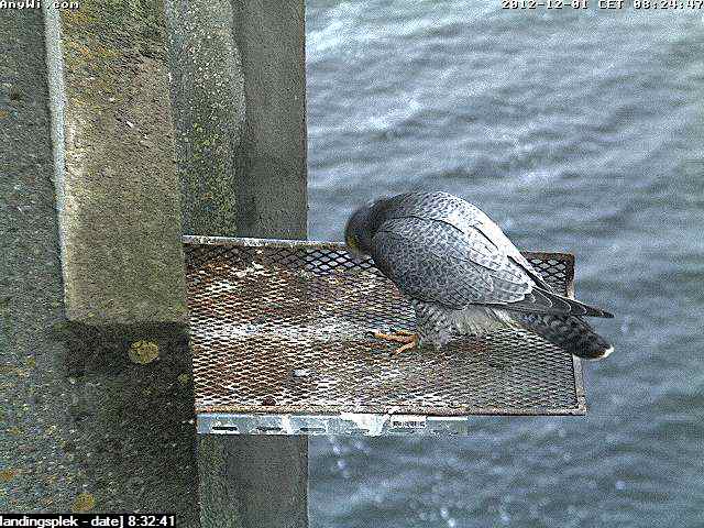 Aalsmeer/Watertoren.  Youngster en Sleggie /Sidonia - Pagina 4 Image553