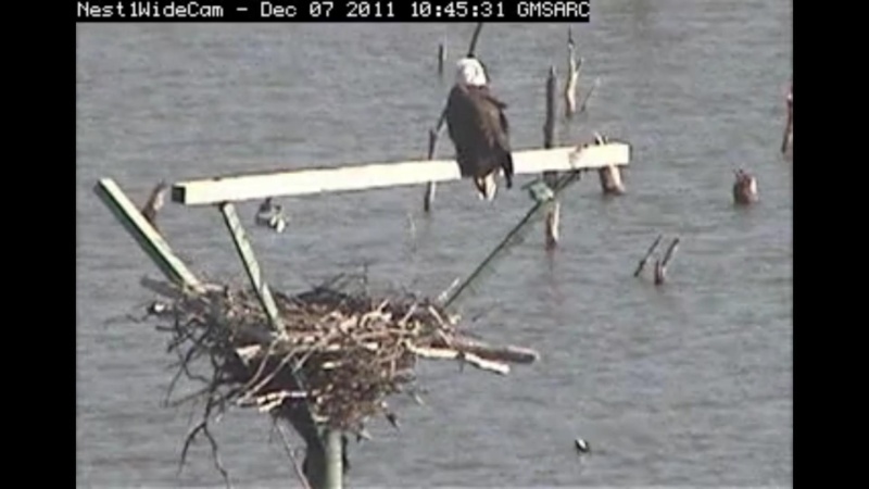 nesting - Diversen Eagle cams campics 2012/2013 - Pagina 3 Plug1025