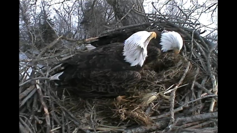 nesting - Diversen Eagle cams campics 2012/2013 - Pagina 7 Plug1154