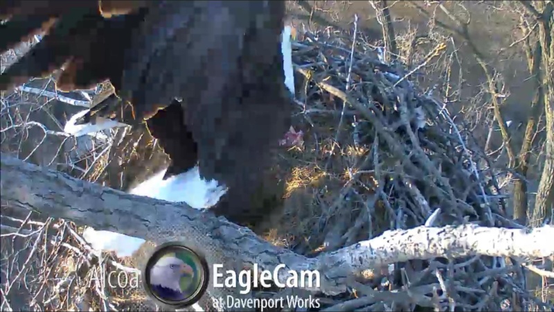 nesting - Diversen Eagle cams campics 2012/2013 - Pagina 7 Plug1159