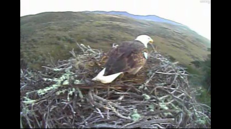 nesting - Diversen Eagle cams campics 2012/2013 - Pagina 9 Plug1181