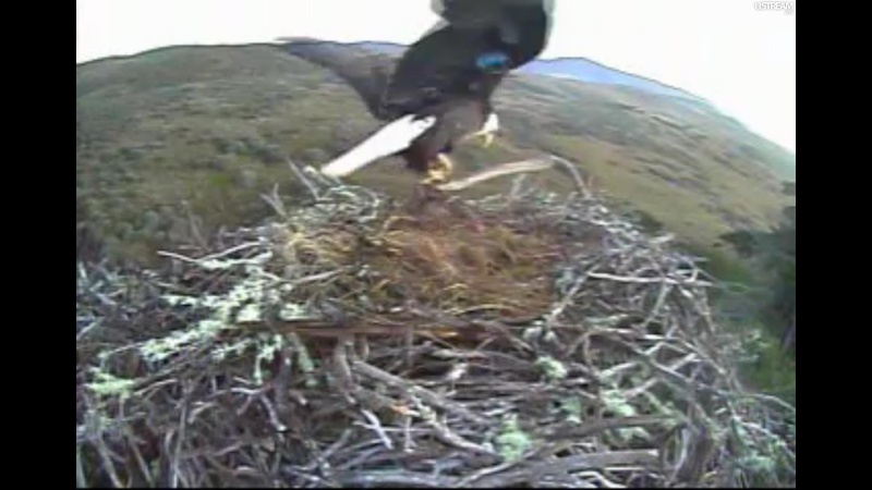 nesting - Diversen Eagle cams campics 2012/2013 - Pagina 9 Plug1182