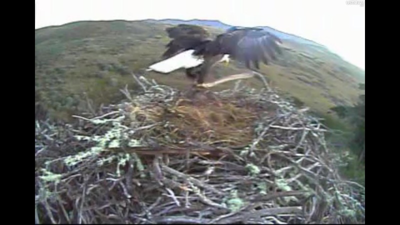nesting - Diversen Eagle cams campics 2012/2013 - Pagina 9 Plug1183