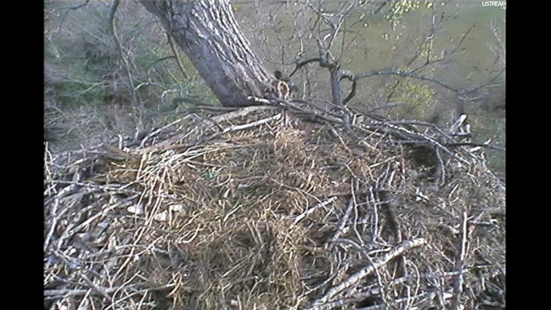 nesting - Diversen Eagle cams campics 2012/2013 Plugi595