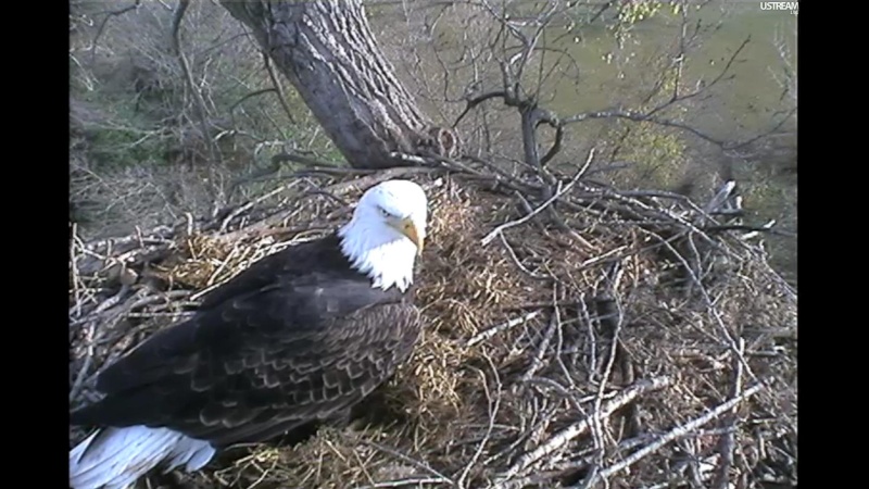 nesting - Diversen Eagle cams campics 2012/2013 Plugi599