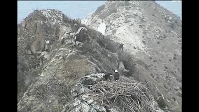 nesting - Diversen Eagle cams campics 2012/2013 Plugi714
