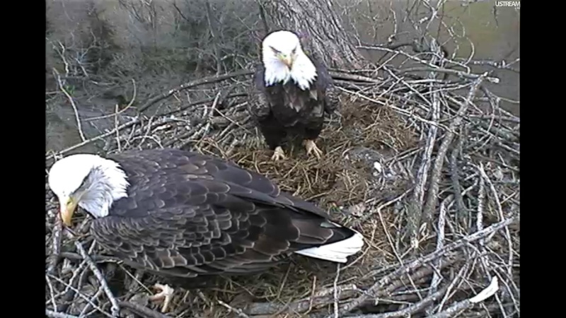 nesting - Diversen Eagle cams campics 2012/2013 - Pagina 2 Plugi869