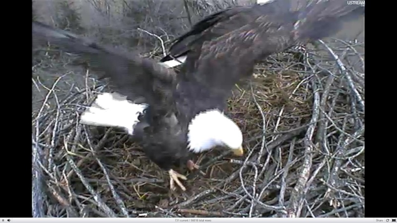 nesting - Diversen Eagle cams campics 2012/2013 - Pagina 2 Plugi982