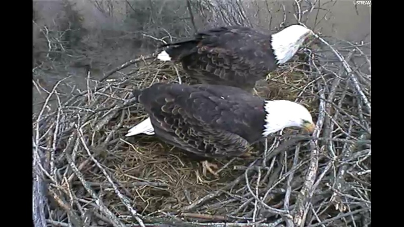 nesting - Diversen Eagle cams campics 2012/2013 - Pagina 2 Plugi983