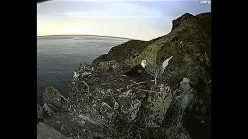 nesting - Diversen Eagle cams campics 2012/2013 - Pagina 2 Plugi991