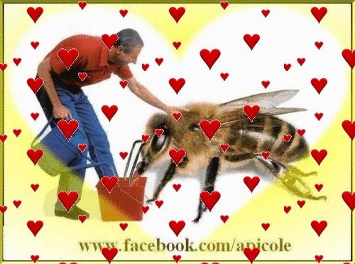 L’Apiculture A Skikda Abeill11