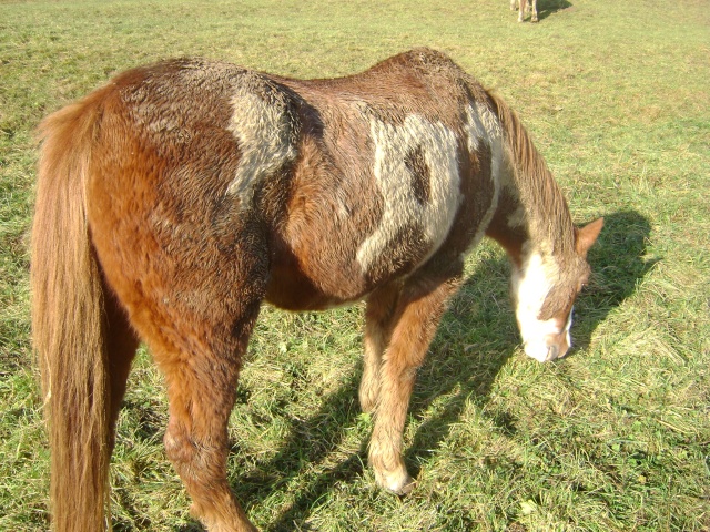 WALANIE (VANILLE) - ONC poney - adoptée en avril 2011 par voulk  - Page 5 00411