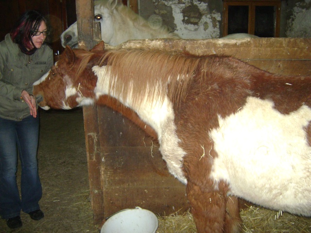 WALANIE (VANILLE) - ONC poney - adoptée en avril 2011 par voulk  - Page 5 00711