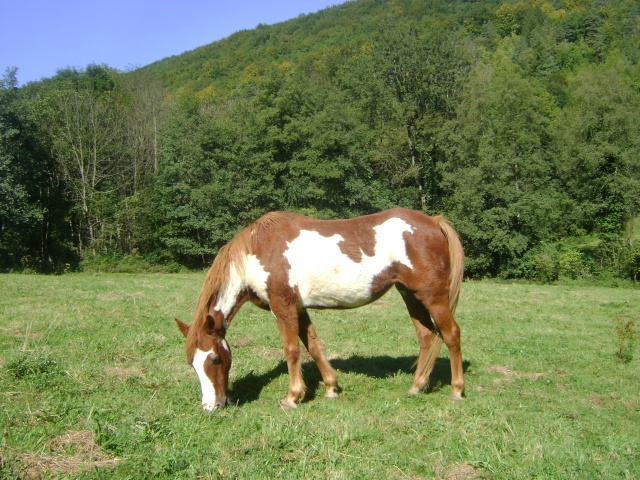 WALANIE (VANILLE) - ONC poney - adoptée en avril 2011 par voulk  - Page 4 024_810