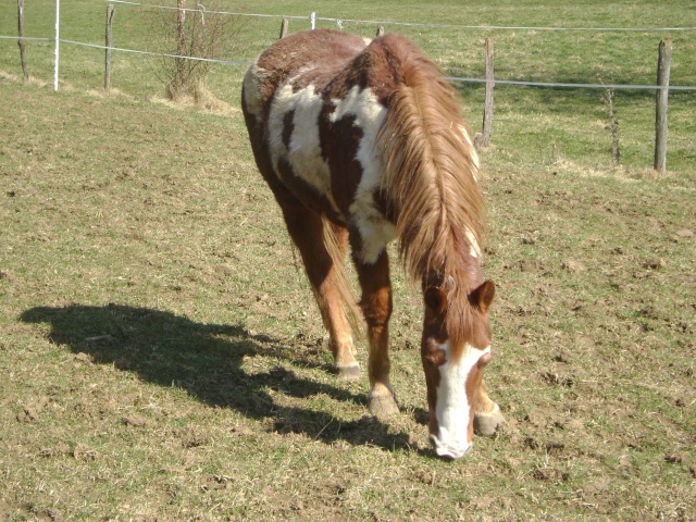 WALANIE (VANILLE) - ONC poney - adoptée en avril 2011 par voulk  - Page 5 02810