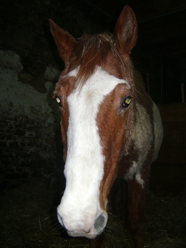 WALANIE (VANILLE) - ONC poney - adoptée en avril 2011 par voulk  - Page 5 05610