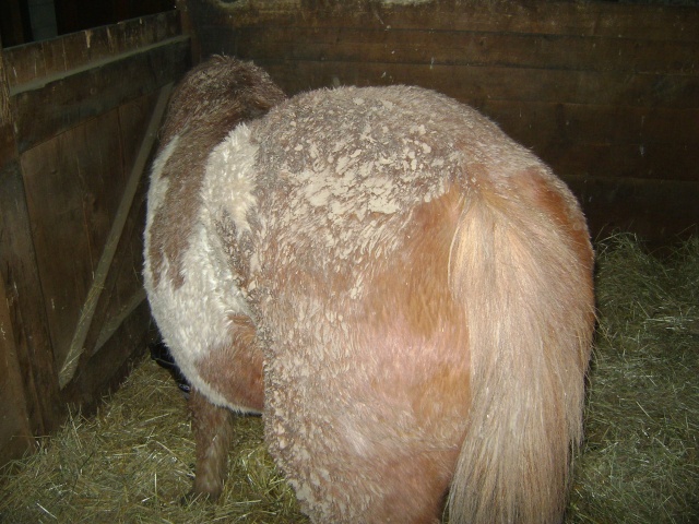WALANIE (VANILLE) - ONC poney - adoptée en avril 2011 par voulk  - Page 5 06211