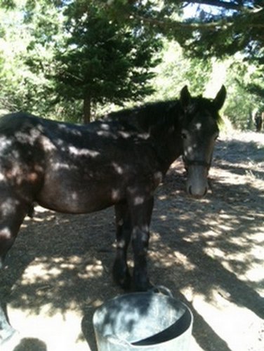 AUGUST - OC Percheron X Boulonnais né en 2010 - adopté en janvier 2011 par Marianne et Philippe August11