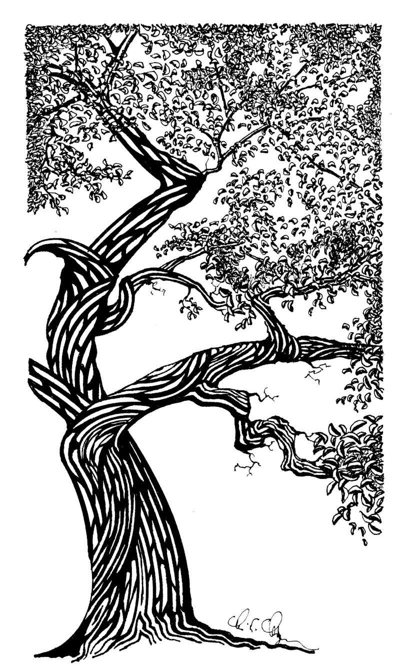 new bonsai drawings Bonsai11