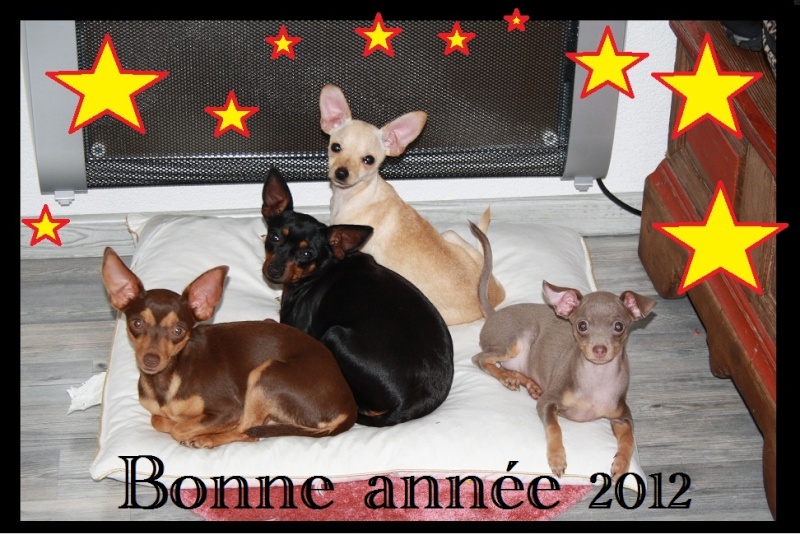 cest le temps de .....VOTER !!! 4chien10