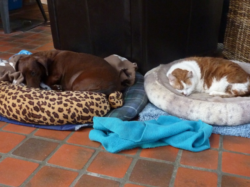 Photos: Mes chiens, le temps d'une sieste :) P1060815