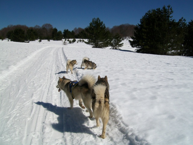 Dog on the snow - Sila 2012 100_2313