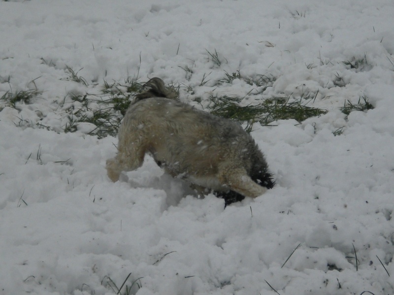 DIABLO, type Terrier du Tibet, env. 3 ans - Page 2 Diablo11