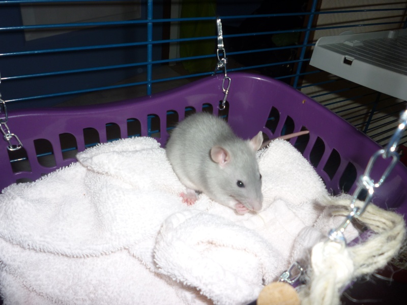 Les rates de Jeenny :) P1150910