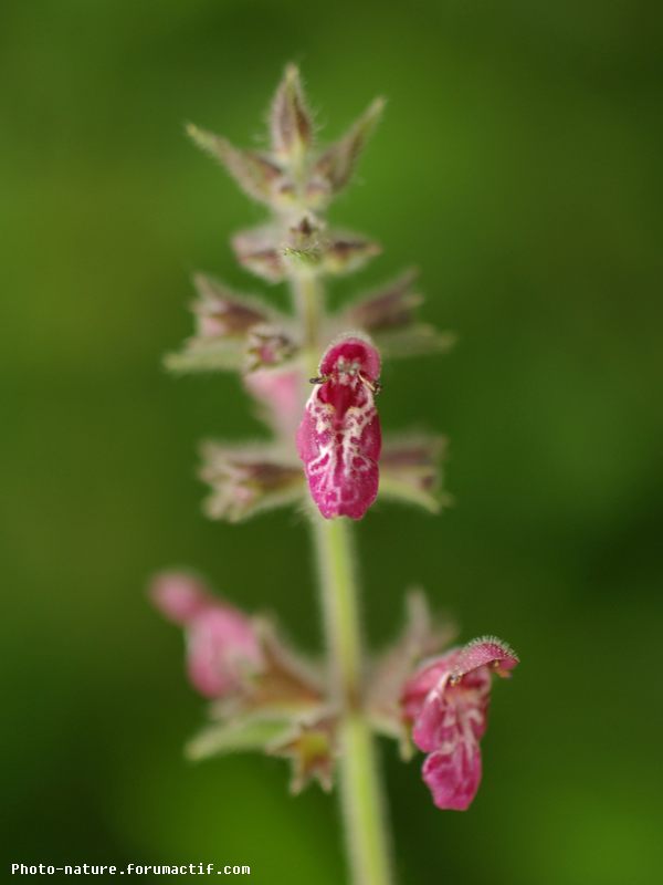 Epiaire des bois (Stachys sylvatica) Epiair10