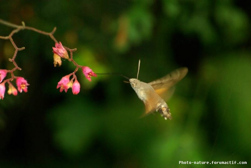 Moro sphinx (Macroglossum stellatarum) Moro-s10