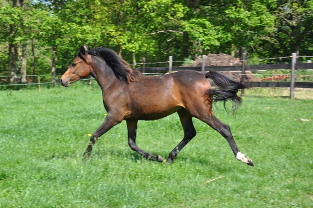 Usandro  premier fils de sandro boy en croisement poney 47756912