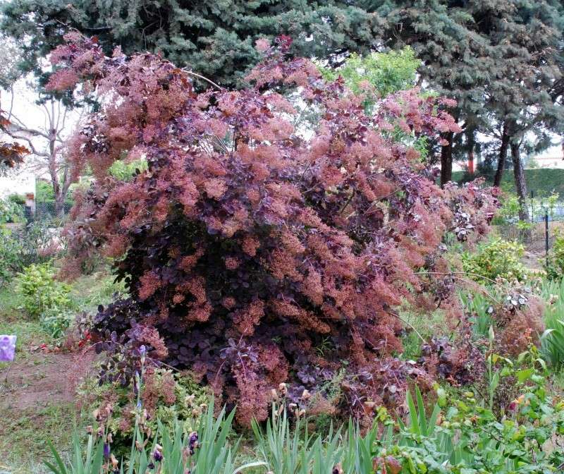 L' arbre à perruque- cotinus coggygria ou cotinus obovatus Dsc_0114