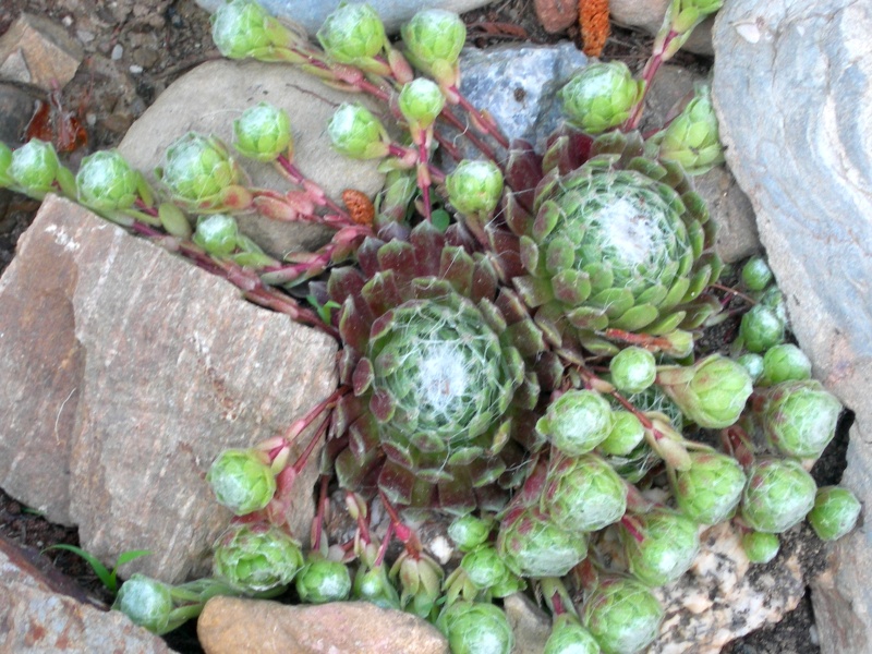 Sempervivum Bro, ou Joubarde. - Page 5 Semper10