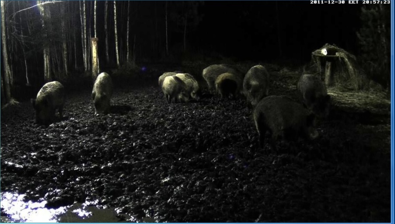  ESTONIAN WILD PIG CAM 2011 -2012 - Page 20 Kymme310
