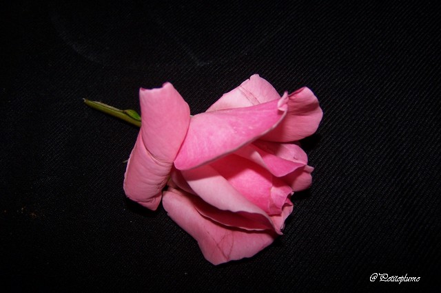 La rose de Goudu  Copie143