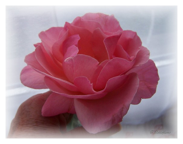 La rose de Goudu  Copie146
