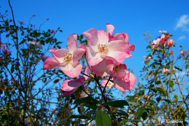 Quelques roses d'automne Copie261