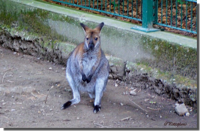 Safari photos ....à la poursuite des kangourous ! - Page 2 Copie_80