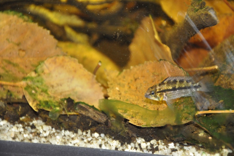 Apistogramma cacatuoides f2 02312