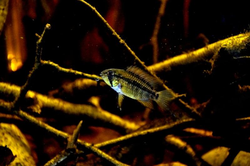 Apistogramma cf. eunotus (rio huallaga ?) 07510