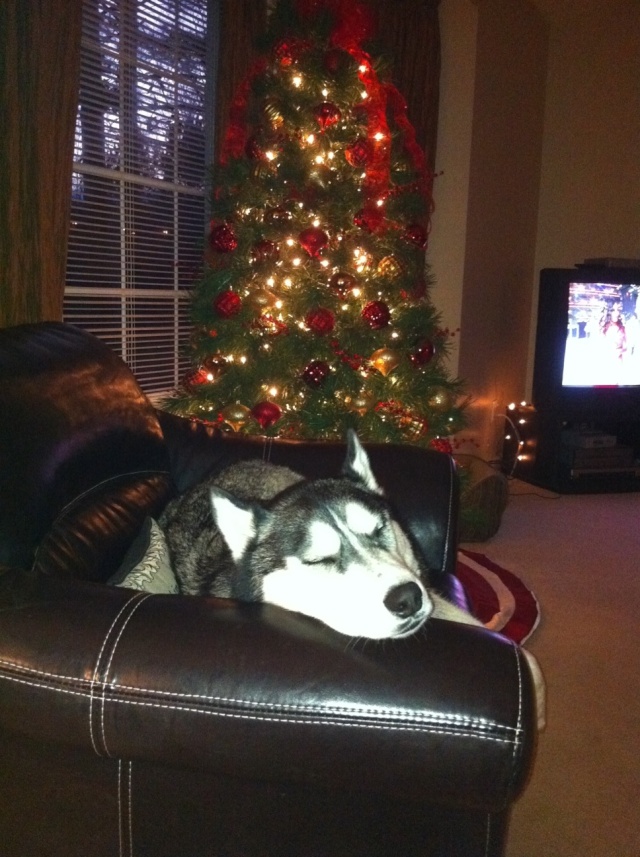 Christmas Tree - Page 2 Pic13