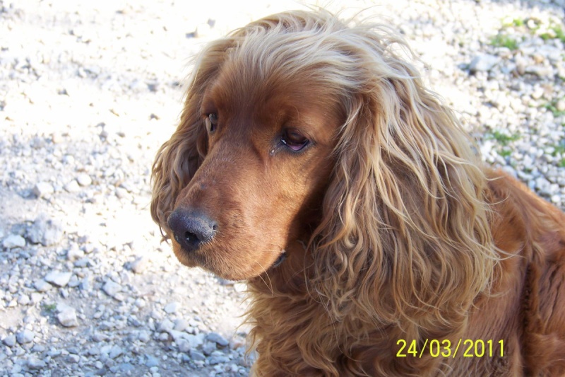 Urgent besoin d'une fa pour NALA - cocker 6 ans - Refuge au bonheur des 4 pattes à Nimes (30) 98867310