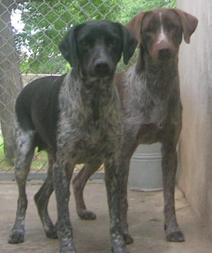 34 - EUTHANASIE IMMINENTE de 3 gentils Braques, GINETTE, GÜNTHER & GREMLINS (Languedoc) Braque10