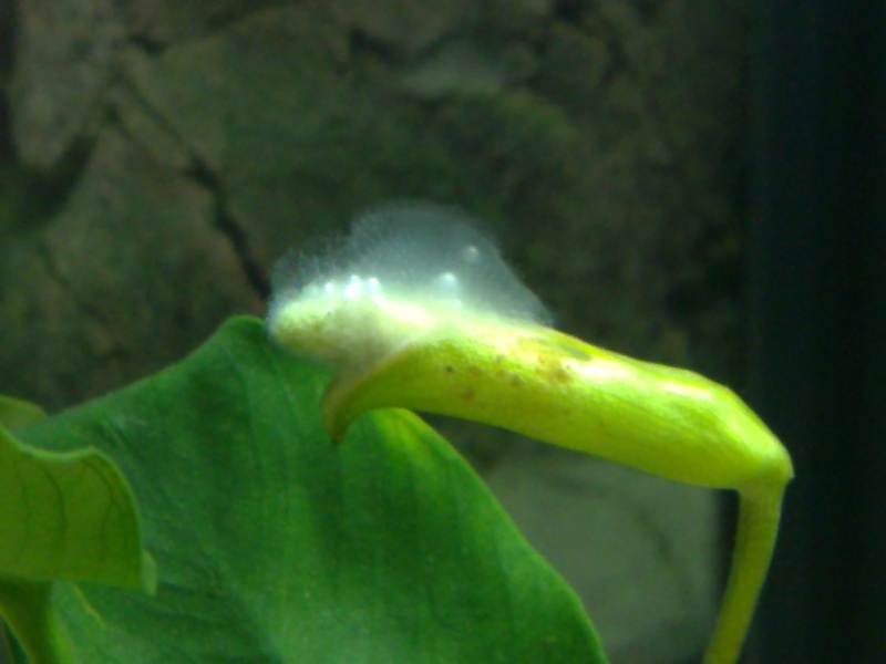 Mousse blanche sur une fleur de mon anubias. 16042010
