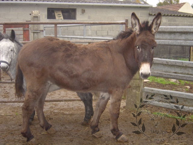 Urgence Boucherie, Jasmine, ânesse de 17 ans. 45963910