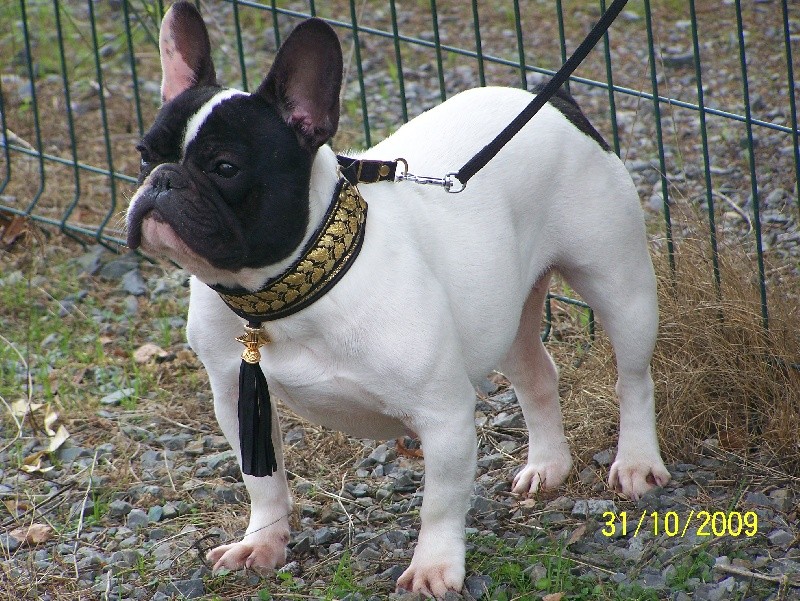 Coco Chanel of Devil Inside, femelle bouledogue LOF, 2007 Coco10