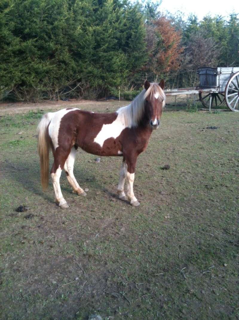 Femcke,Ponette de 5 ans à adopter BDS dept 35 Femke10